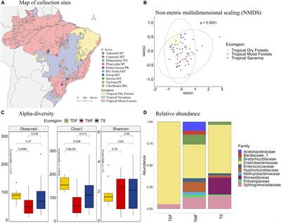 Characterization and Comparison of Intestinal Bacterial Microbiomes of Euschistus heros and Piezodorus guildinii Collected in Brazil and the United States